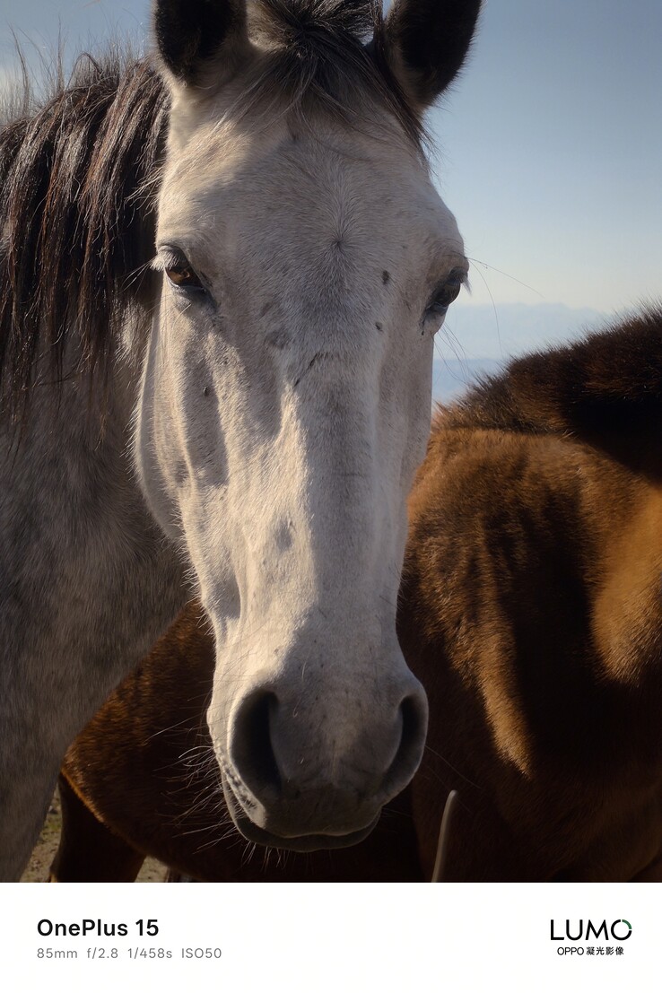 Esempi di fotocamera del OnePlus 15. (Fonte: OnePlus)