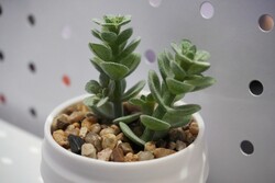 Questa stampa sembra convincente!