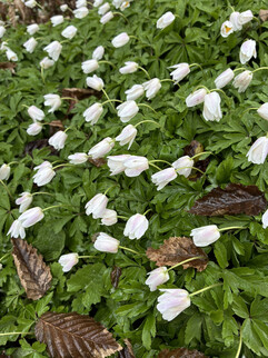 Un'immagine della fotocamera principale