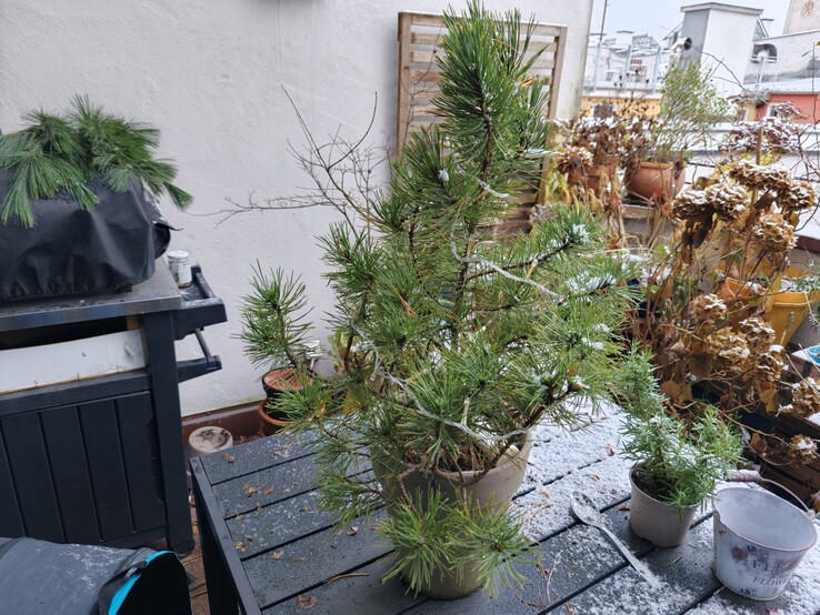 Foto di una pianta con l'Oppo Find X9.