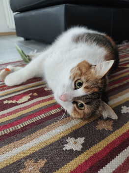 Registrazione con la fotocamera principale