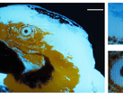 Una minuscola immagine fluorescente multicolore di un ara, delle dimensioni di 250 × 350 pixel, realizzata mediante fotolitografia.