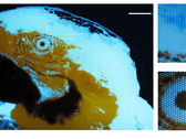 Una minuscola immagine fluorescente multicolore di un ara, delle dimensioni di 250 × 350 pixel, realizzata mediante fotolitografia.