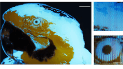 Una minuscola immagine fluorescente multicolore di un ara, delle dimensioni di 250 × 350 pixel, realizzata mediante fotolitografia.
