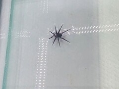 HydroBuckler in azione (Fonte: i ricercatori)