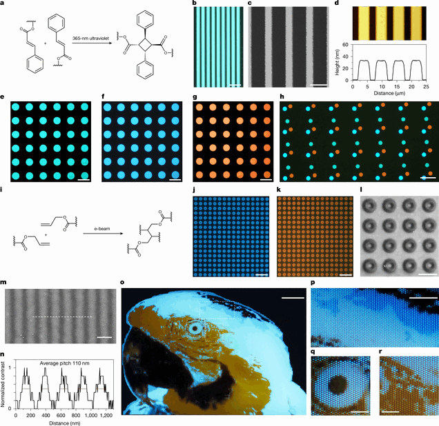 Il team di ricerca ha utilizzato la fotolitografia UV per modellare polimeri luminescenti in strutture microscopiche, tra cui l’immagine di prova raffigurante un ara mostrata in basso.