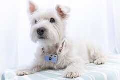 Kenko Tokina lancia la fotocamera giocattolo Pieni M per la gioia degli amanti della Polaroid e dell'impressionismo. (Fonte: Kenko Tokina)