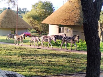 Le zebre camminano causalmente nell'area degli alloggi (Fonte: Darryl Linington - Notebookcheck)