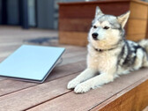 Starlink Mini accanto a un mini husky (immagine: Michael Nicolls/X)