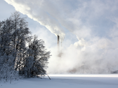 Un giorno le batterie potrebbero provenire dagli alberi? (Fonte: Wikimedia Commons)