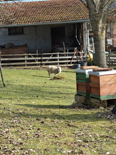 Fotocamera principale (zoom 6x)