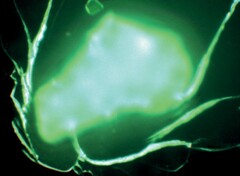 I ricercatori sono stati in grado di trasmettere dati utili senza fili modulando un campo di neutroni emesso dall'isotopo Californium-252 (fonte: Nature.com)