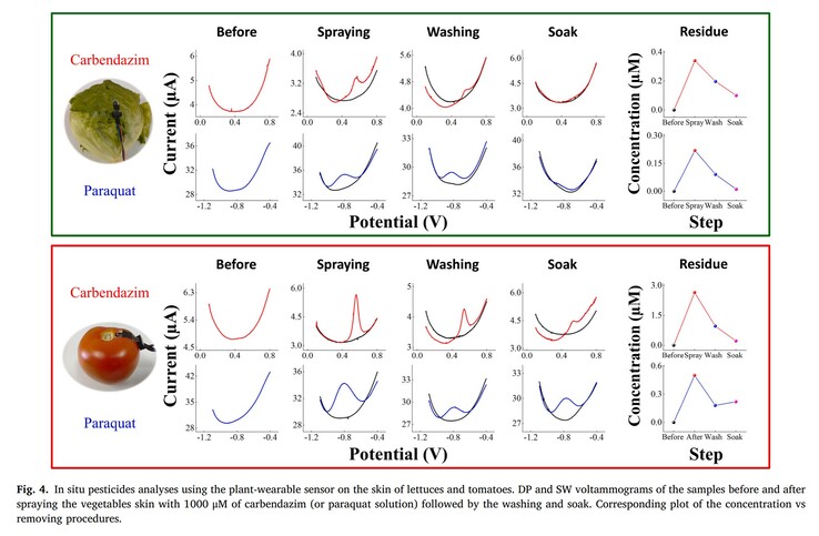 Il sensore rileva con precisione livelli molto bassi di due pesticidi comuni su lattuga e pomodori durante la contaminazione e la decontaminazione. (Fonte: articolo di S.C. Teixeira et al. in Biomaterials Advances)