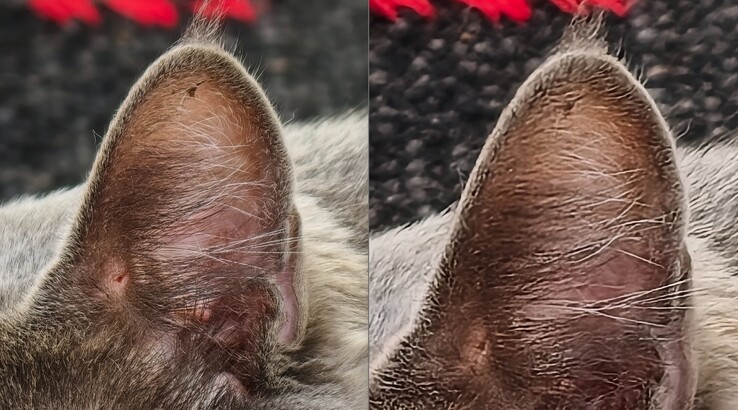 Il confronto è chiaro. A sinistra: con teleconvertitore a 400 mm. A destra: Senza teleconvertitore