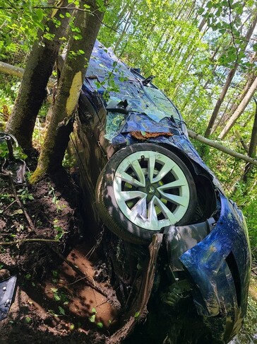 Prima di atterrare sul suolo della foresta.