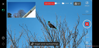 Il display dell'app per la cattura automatica degli uccelli (Fonte: Marc Zander / Notebookcheck)