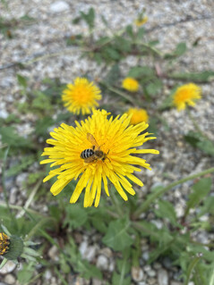 Foto scattata con la fotocamera principale