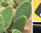 Cactus: ora per la protezione dello smartphone. (Fonte: Otterbox)