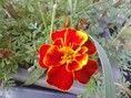 Macro