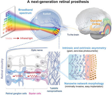 L'impianto di tellurio converte l'energia luminosa in elettricità, senza richiedere una fonte di energia esterna, affinché il cervello possa vedere di nuovo. (Fonte immagine: Science. DOI: 10.1126/science.adu2987)