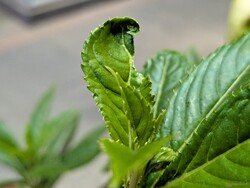 Scatto macro con la fotocamera principale