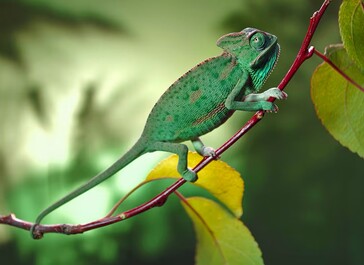 Modalità macro