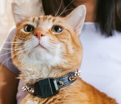 Il tracker Fi Mini permette ai proprietari di seguire la forma fisica e la posizione dei loro animali domestici. (Fonte: Fi)