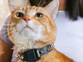 Il tracker Fi Mini permette ai proprietari di seguire la forma fisica e la posizione dei loro animali domestici. (Fonte: Fi)