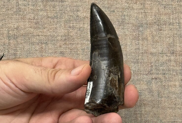 Uno dei denti di T. rex utilizzati dai ricercatori