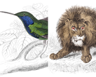 Illustrazioni di animali selvatici