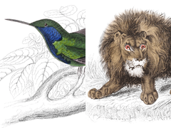 Illustrazioni di animali selvatici