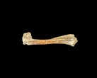 Un osso oreodonte fossile di 30 milioni di anni fa (Fonte: Matt Artz via Unsplash)