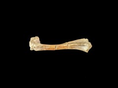 Un osso oreodonte fossile di 30 milioni di anni fa (Fonte: Matt Artz via Unsplash)