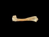 Un osso oreodonte fossile di 30 milioni di anni fa (Fonte: Matt Artz via Unsplash)