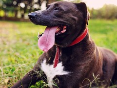 Un cane che tira fuori la lingua dalla bocca (Fonte: Silvana Carlos via Unplash; ritagliato)