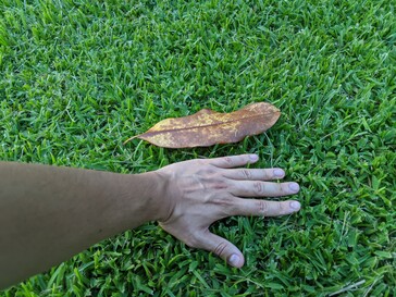 Foglia di magnolia rilevata