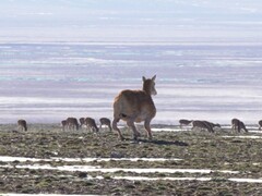 L'antilope robot sviluppata da Deep Robotics si aggira sugli altopiani tibetani dalla fine di luglio. (Fonte: Globaltimes)