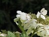233 mm (macro)