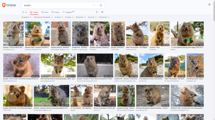 Ricerca di immagini per "Quokka" con Brave