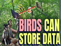 Gli uccelli possono immagazzinare dati (fonte: canale YouTube di Benn Jordan)