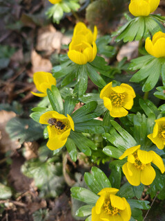 Fotocamera principale