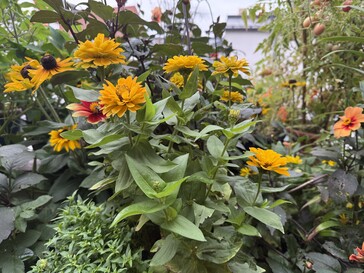 Foto scattata con il Samsung Galaxy A06