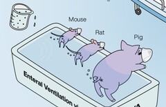 Ig Nobel assegnato ai ricercatori giapponesi che dimostrano il funzionamento della ventilazione posteriore degli animali. (Fonte dell'immagine: La ventilazione enterale nei mammiferi migliora l'insufficienza respiratoria, di R. Okabe et al.)
