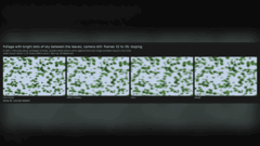 Confronto del rendering originale, lossy e lossy2 di AMD FSR 4.1.1 che mostra il fogliame in movimento.