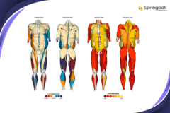 Springbok Analytics offre un&#039;analisi muscolare 3D alimentata dall&#039;AI. (Fonte: Springbok Analytics)