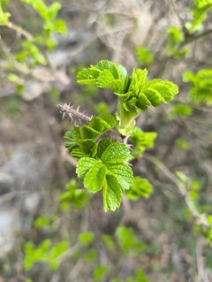 Immagine scattata con la fotocamera principale