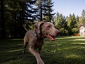 Mova ha lanciato il suo primo localizzatore GPS per animali domestici: il SureTrack Pro.