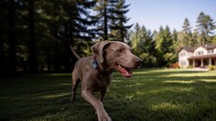 Mova ha lanciato il suo primo localizzatore GPS per animali domestici: il SureTrack Pro.
