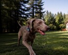 Mova ha lanciato il suo primo localizzatore GPS per animali domestici: il SureTrack Pro.