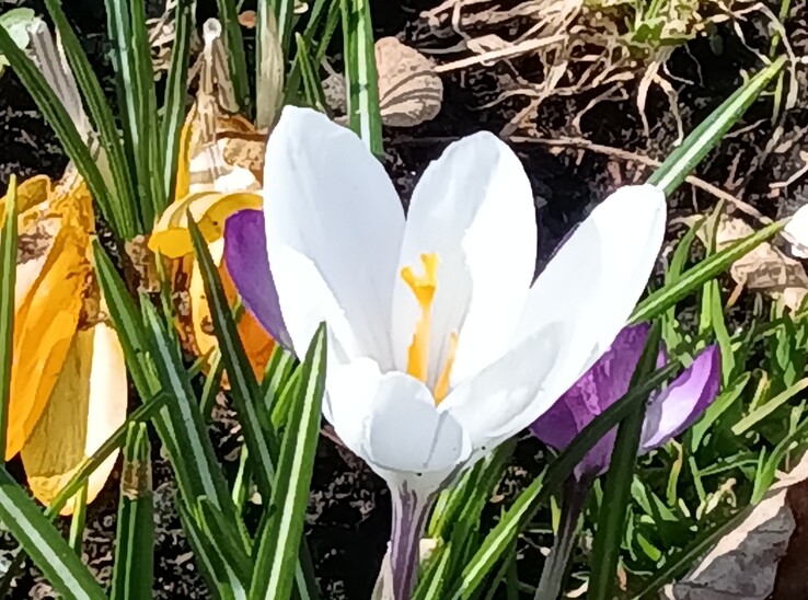 Lenovo Tab K11 Gen 2: Fotocamera principale con zoom 8x